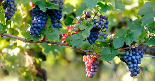 FRENCH-WINE